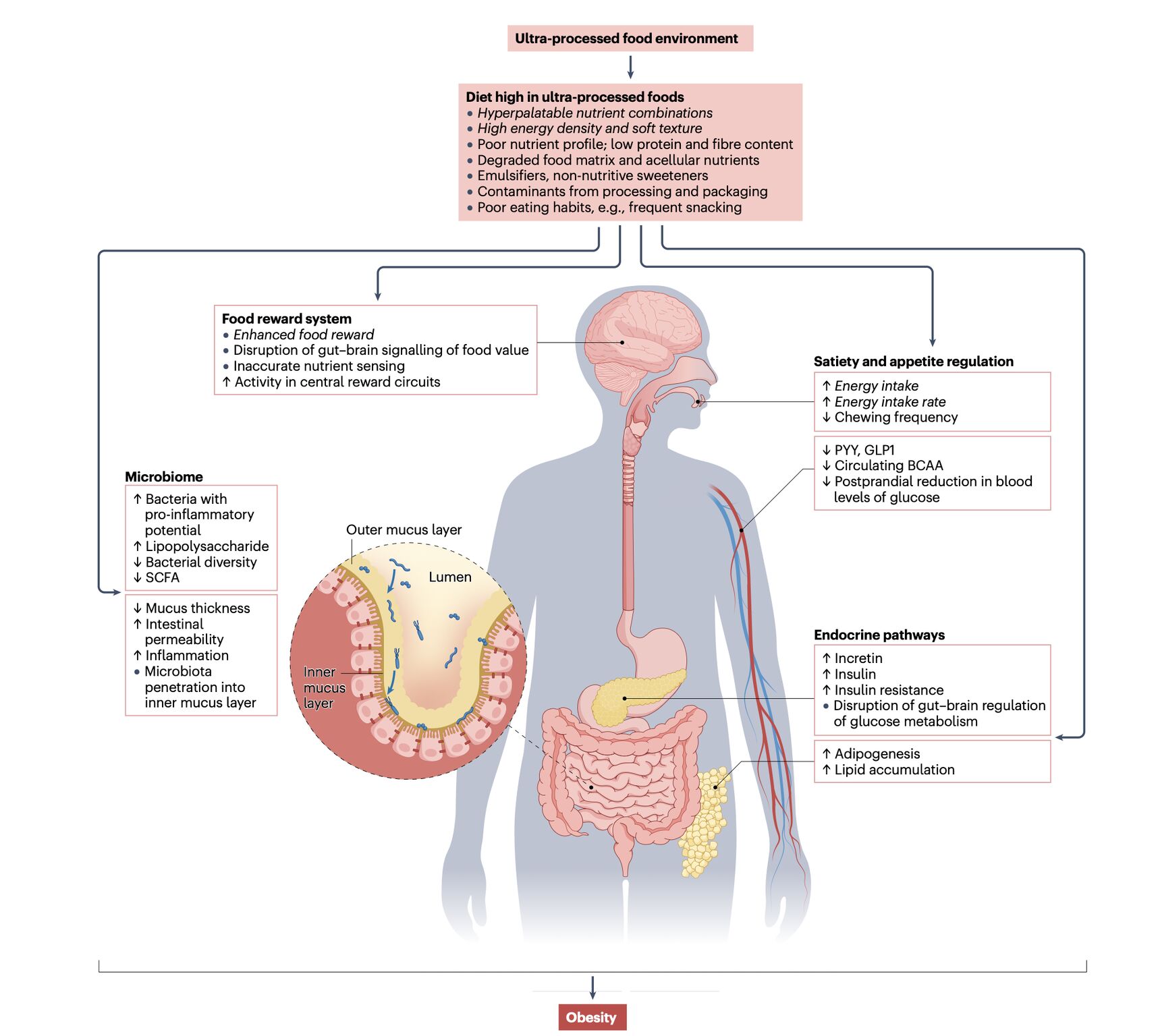 L'ADN ne vous a pas rendu obèse, mais les ingénieurs alimentaires oui